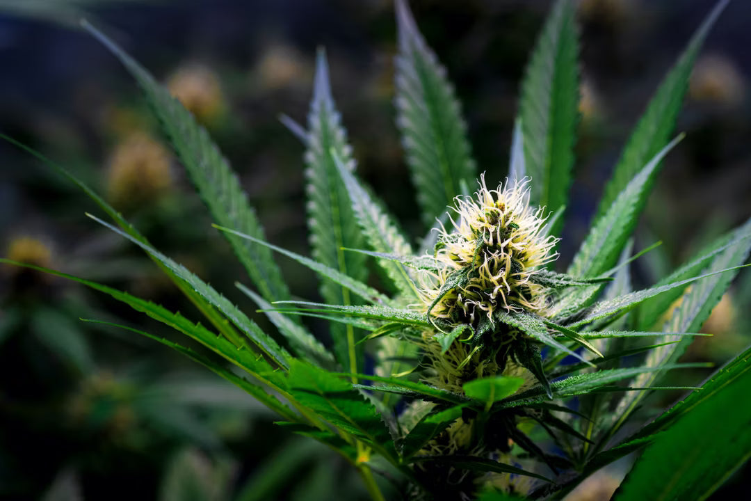 HHC - Hexahydrocannabinol