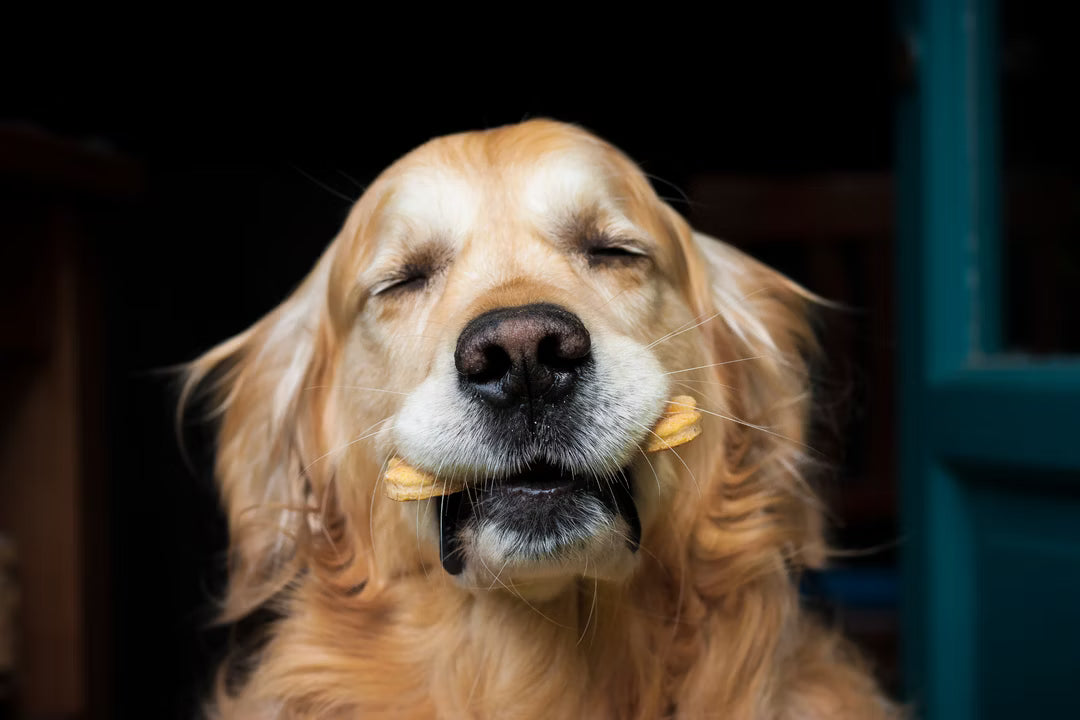 Hanf-Hundekekse