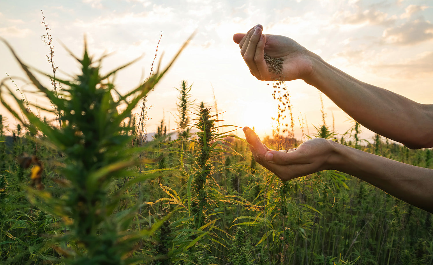 Hanf Samen werden bei Sonnenuntergang auf einem Cannabisfeld von Hand gestreut