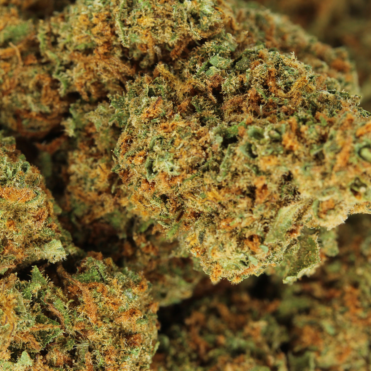 Makroaufnahme der CBD Blüte Blueberry – detaillierte Ansicht der harzigen Blüte mit Beerenduft