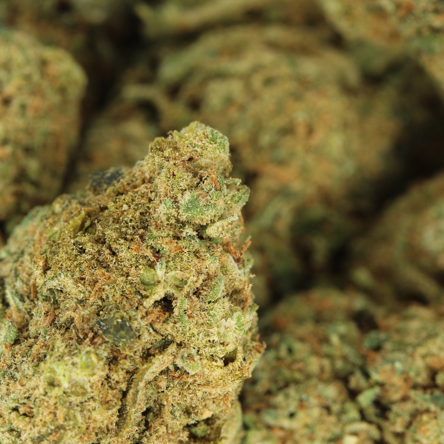 Makroaufnahme der CBD Blüte Bubblegum – detaillierte Ansicht der süßlich duftenden Blütenstruktur