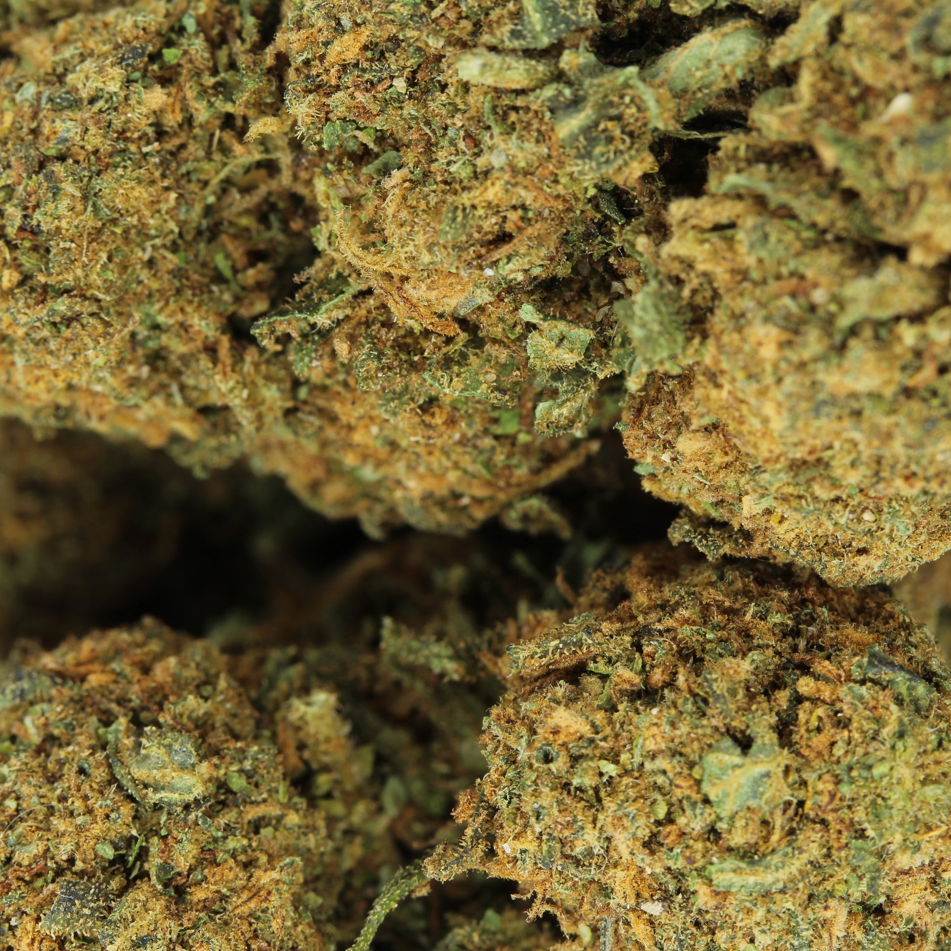 Makroaufnahme der CBD Blüte Candy Kush – detaillierte Ansicht der süßlich-aromatischen Blütenstruktur 