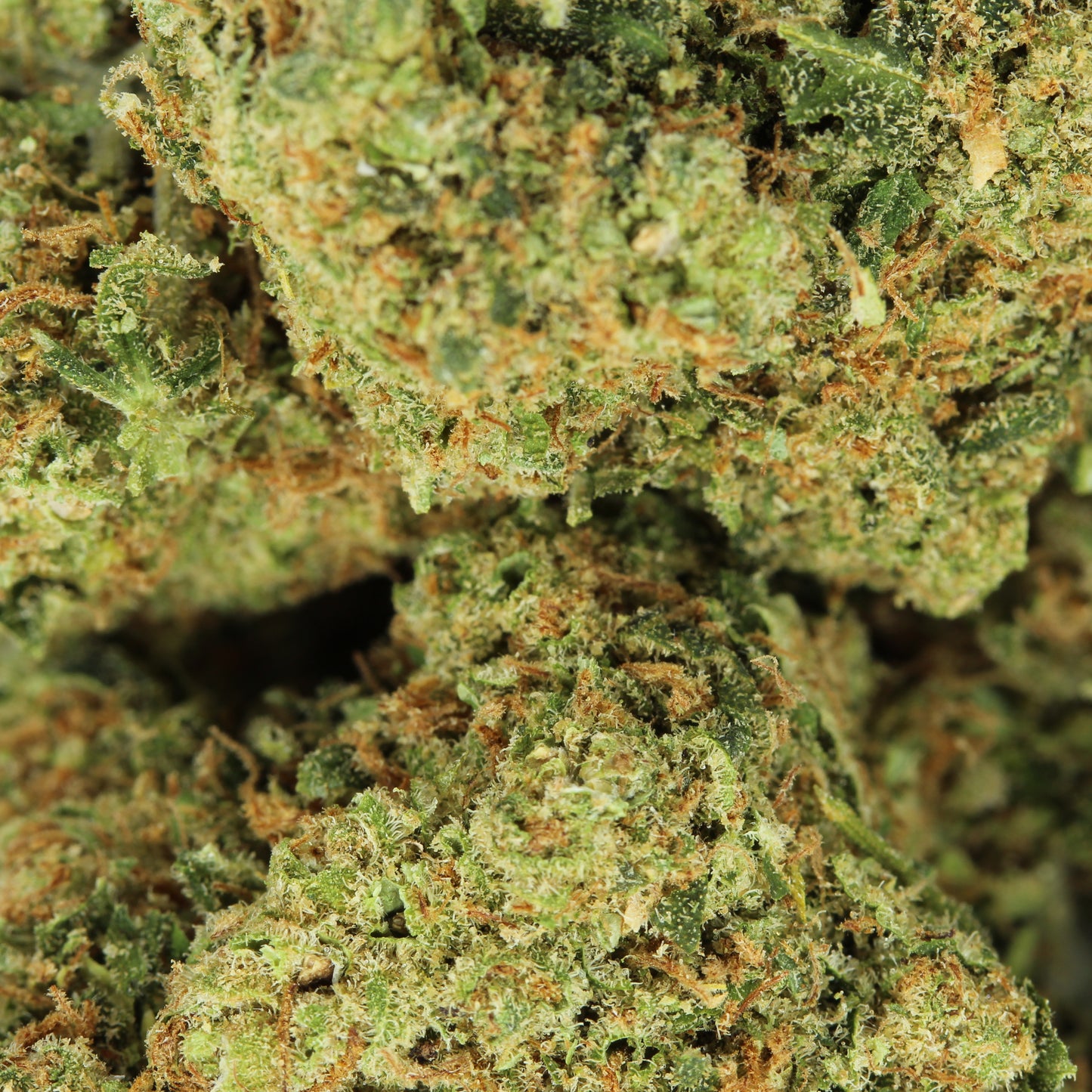 Makroaufnahme der CBD Blüte Cloud 9 – detaillierte Ansicht der hochwertigen CBD Blütenstruktur