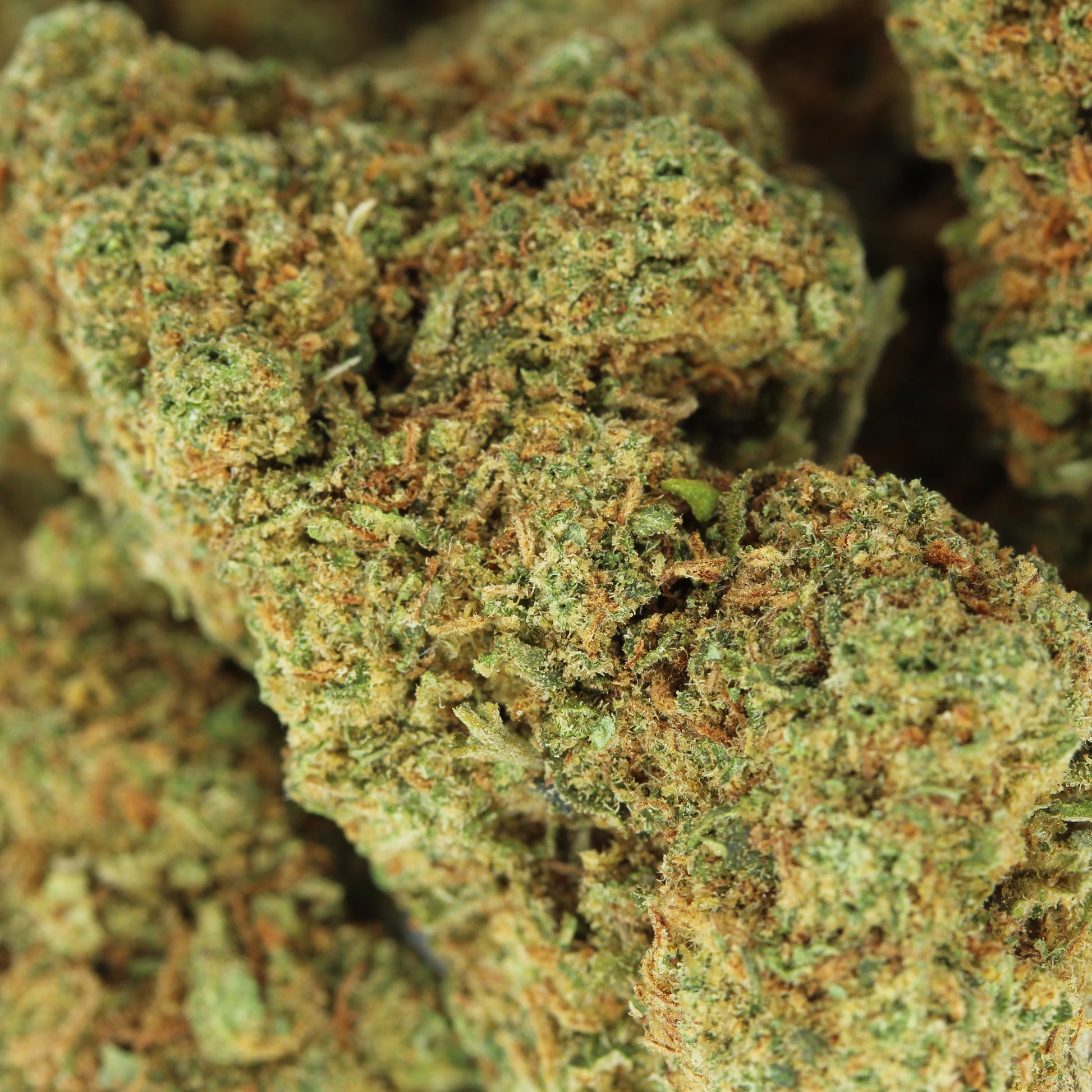 Makroaufnahme der CBD Blüte Fruit Cake – detaillierte Ansicht der kompakten und harzigen Blütenstruktur