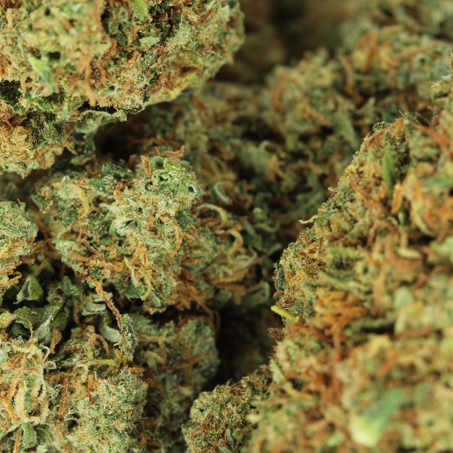 Makroaufnahme der CBD Blüte Godzilla – detaillierte Ansicht der dichten und hochwertigen Blütenstruktur