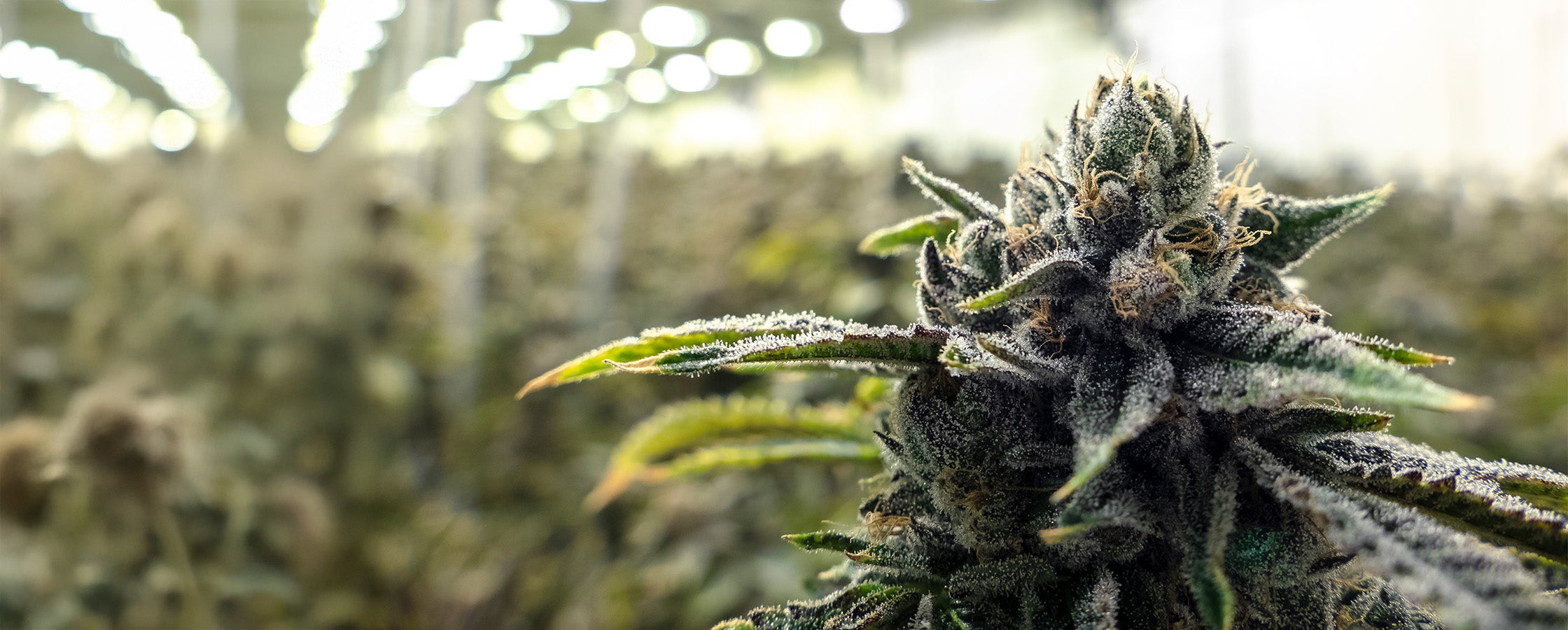 Detailreiche Nahaufnahme einer hochwertigen CBD-Blüte mit dichten Trichomen und natürlicher Struktur