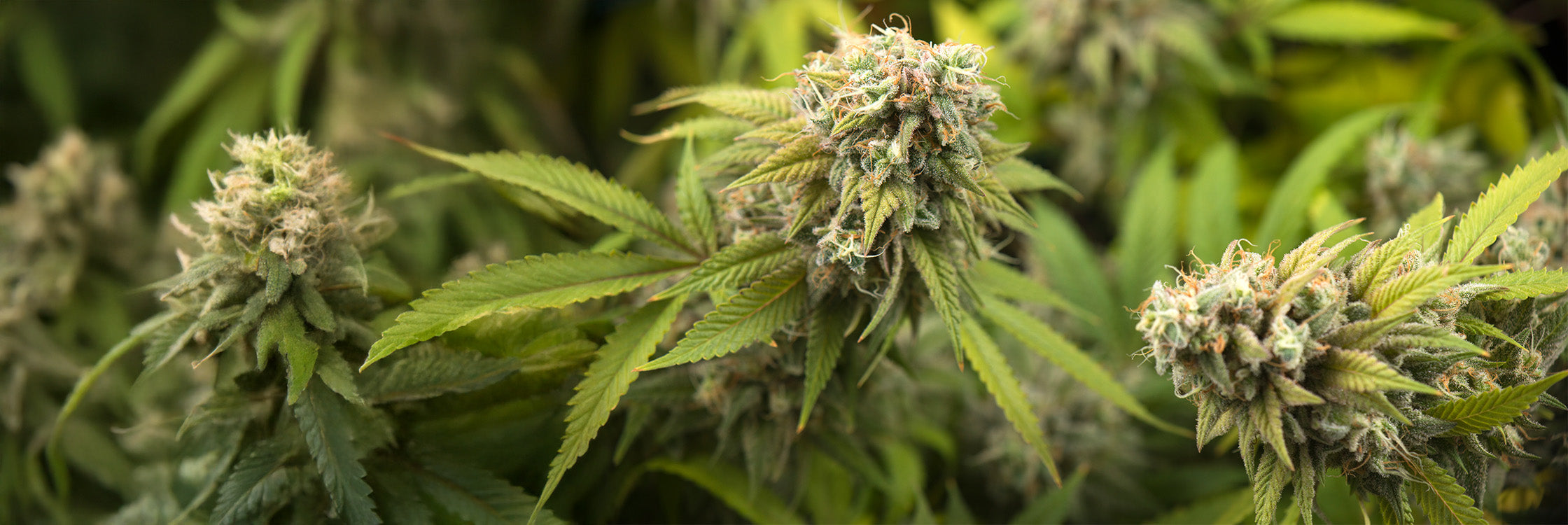 Detailaufnahme von CBD Blüten mit unscharfem Cannabisfeld im Hintergrund