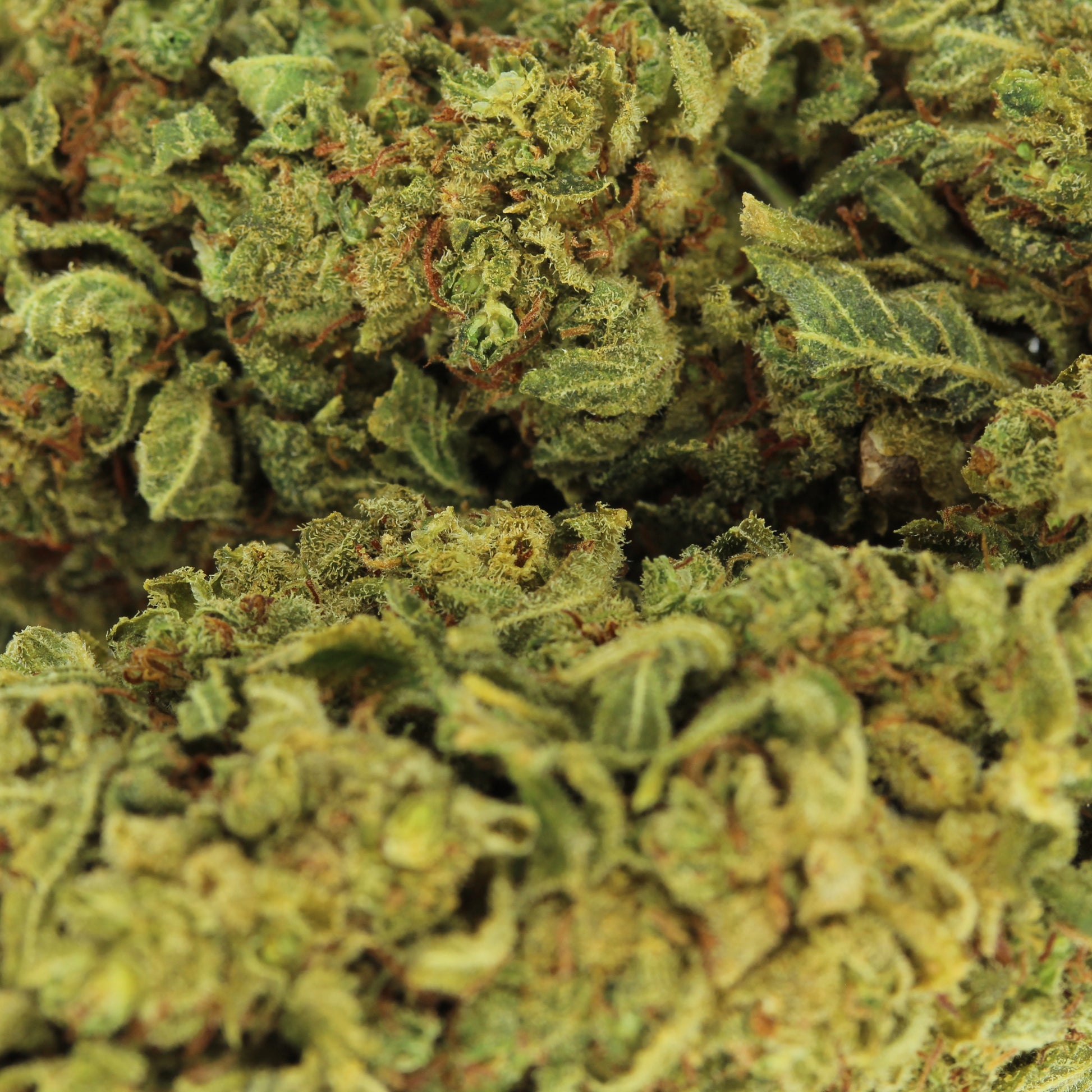Makroaufnahme der H2 Blüte Lemon Haze – detaillierte Ansicht der hellen und harzigen Blütenstruktur
