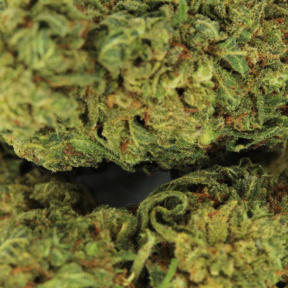 Makroaufnahme der H2 Blüte OG Kush – detaillierte Ansicht der dichten und harzigen Blütenstruktur